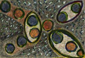 17. Georganiseerd landschap